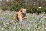 GOLDEN RETRIEVER 168